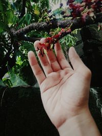 Close-up of hand holding fruit