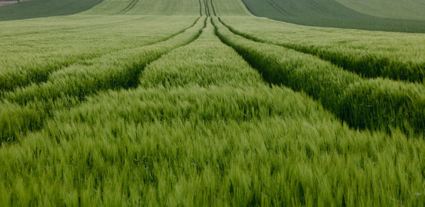 Scenic view of agricultural field