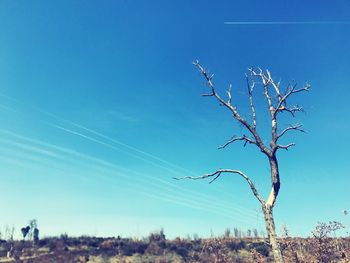 Low angle view of plants against clear blue sky