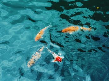 High angle view of koi carps swimming in sea