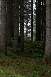 Trees in forest