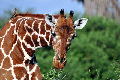 Close-up of giraffe against sky