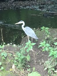 Side view of birds in water