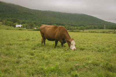 Cow grazing on field against sky
