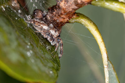 Close-up of wet spider web on plant