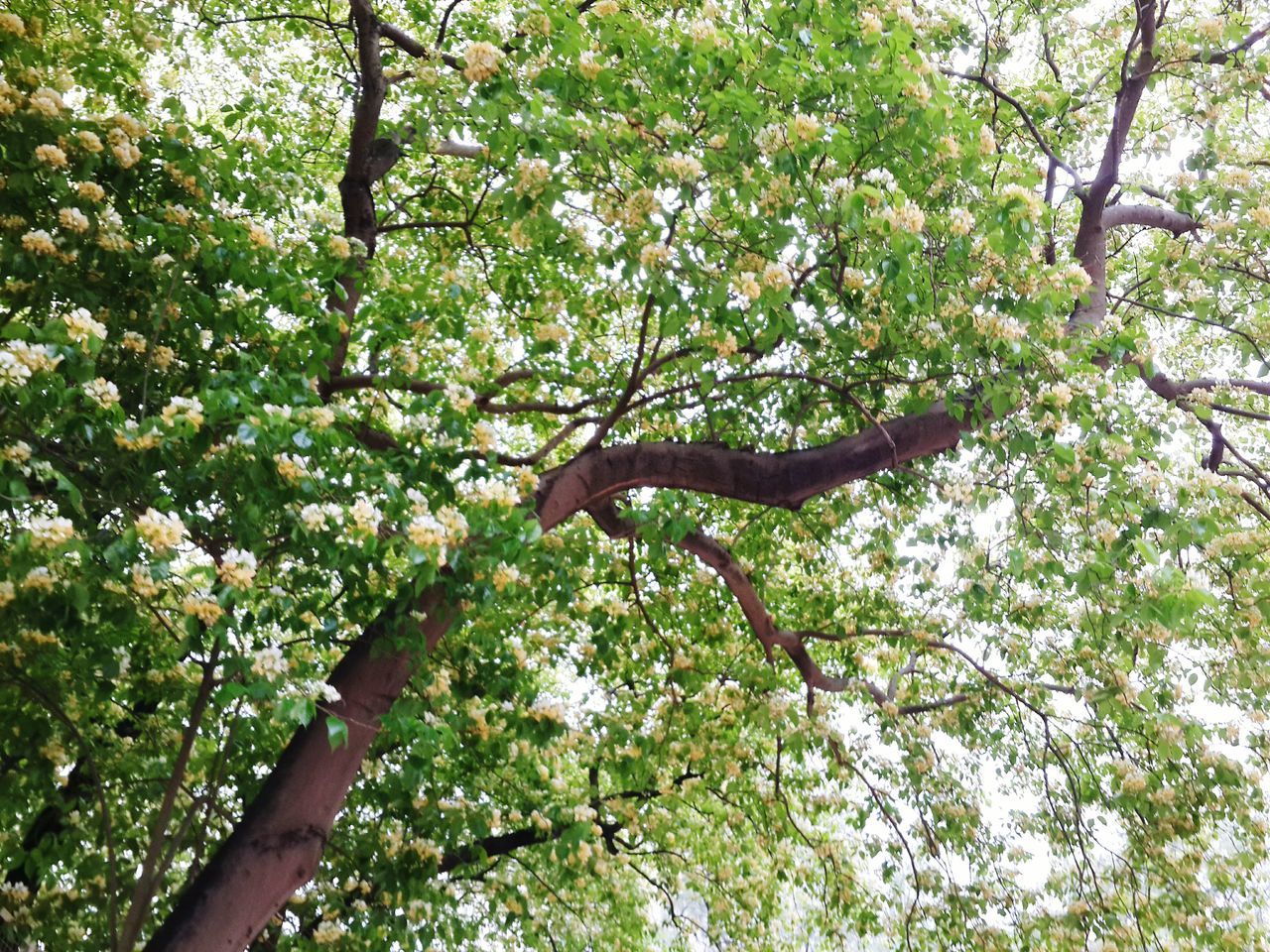 tree, branch, growth, low angle view, nature, beauty in nature, tranquility, green color, freshness, tree trunk, day, outdoors, flower, lush foliage, no people, sunlight, forest, leaf, scenics, blossom