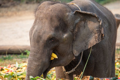 Elephant head is using its trunk to catch yellow corn. the elephant is going to eat my corn.