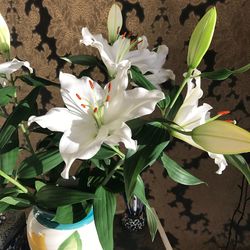 Close-up of white flowers blooming outdoors