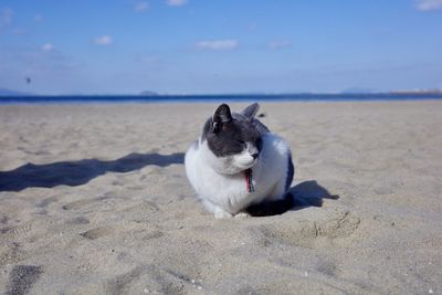 Close-up of cat on sand at beach