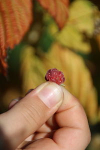 Close-up of hand holding strawberry