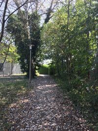 Empty road amidst trees