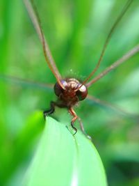 Close-up of insect on leaf