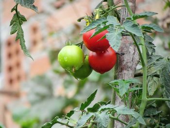 Close-up of cherries on plant