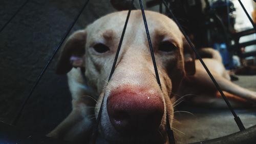 Close-up portrait of a dog