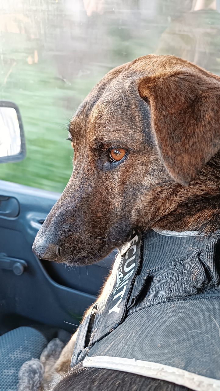 dog, pet, one animal, animal, car, motor vehicle, animal themes, mammal, mode of transportation, transportation, canine, domestic animals, land vehicle, carnivore, day, vehicle interior, car interior, glass, looking, animal body part, window, no people, travel, close-up, animal head, looking away, outdoors, portrait