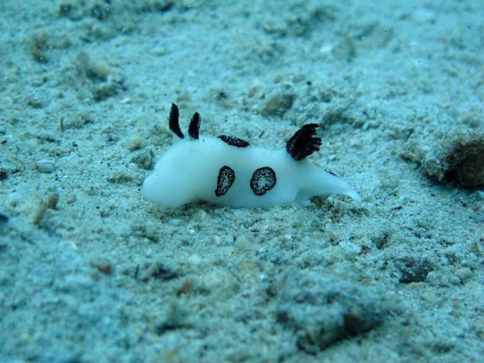 Jorunna funebris - Black and white nudibranch