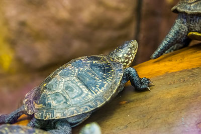 Close-up of a turtle