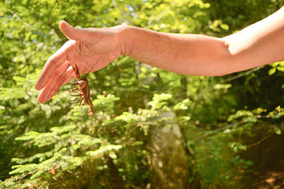 Cropped hand of man holding insect against trees