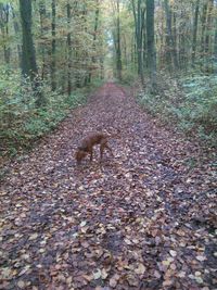 Cat amidst trees in forest during autumn