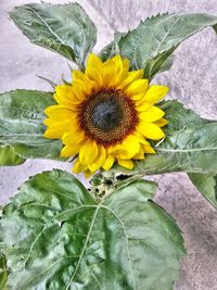 Close-up of sunflower