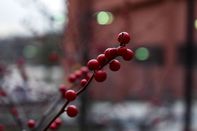 Close-up of fruits hanging on tree