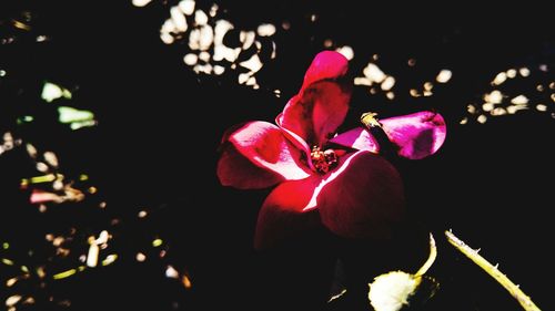 Close-up of pink flowers