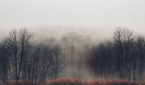 Bare trees on landscape against sky