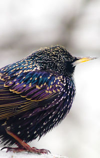 Close-up of bird against sky