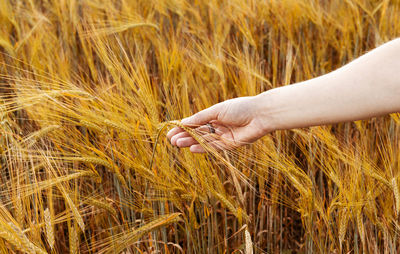 Cropped hand of woman holding wheat field