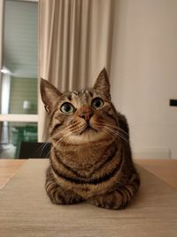 Portrait of cat sitting on table at home