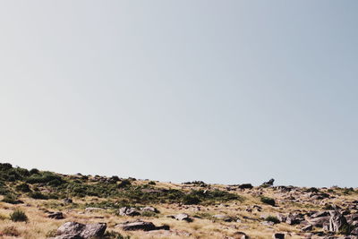 Scenic view of landscape against clear sky