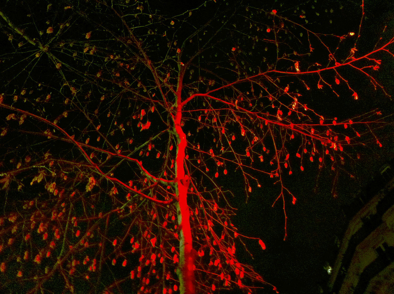 LOW ANGLE VIEW OF BARE TREES AGAINST THE SKY