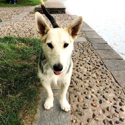 Portrait of dog