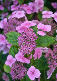 Close-up of pink flowering plant