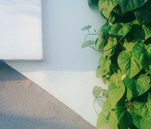 Plants growing on a tree