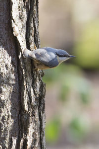 Close-up of bird perching on tree trunk