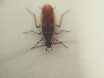 Close-up of spider on wall