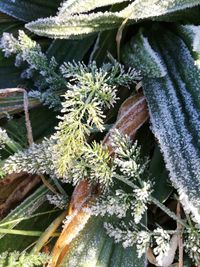 Close-up of frozen plants