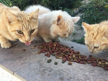 Cat eating food