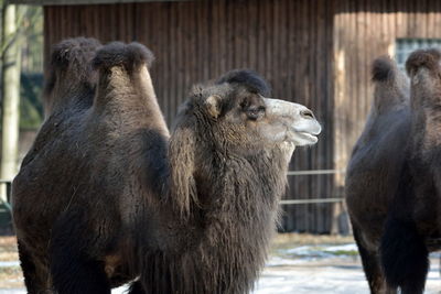 Close-up of camel