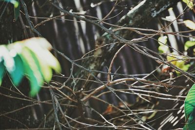 Close-up of leaves against blurred background