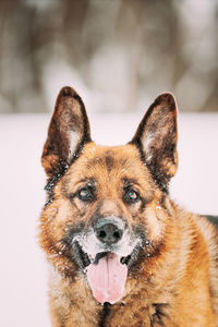 Close-up portrait of dog