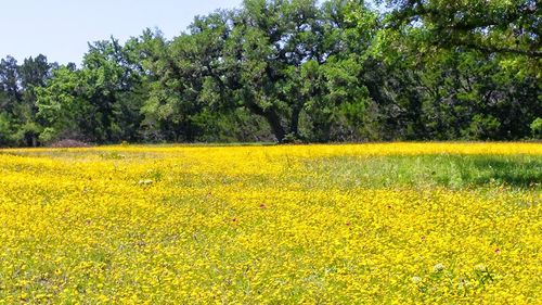 Scenic view of field by trees