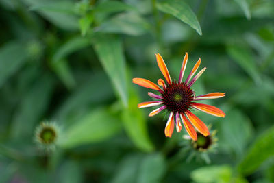 Close-up of orange flower