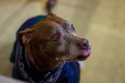 Close-up portrait of dog