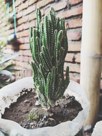 Close-up of succulent plant