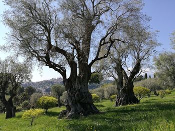 Trees against sky