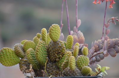 Close-up of fresh green plant