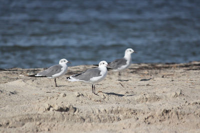 Birds on beach