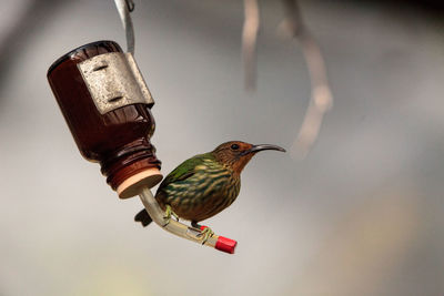 Bird perching on bird feeder